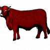 Santa Gertrudis is a cattle breed with a red to cherry red color. It has loose hide with skin folds on the neck and sheath or navel flap. The hair is short and straight in warm climates. It is usually horned. The male weighs 750-1000 kg and female weighs 563-670 kg.