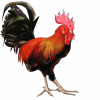 an illustration of roosters