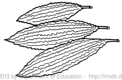 bitter gourd clipart black and white school