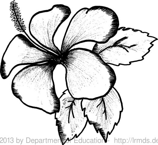 Gumamela Plant Drawing